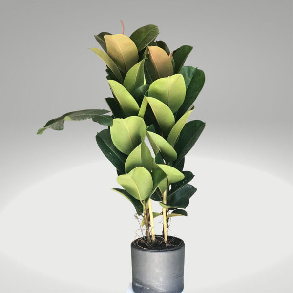 Alacalı Kauçuk Bitkisi (Ficus Elastica Tineke) 2 Gövdeli