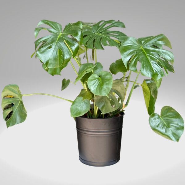 Deve Tabanı - Monstera Deliciosa