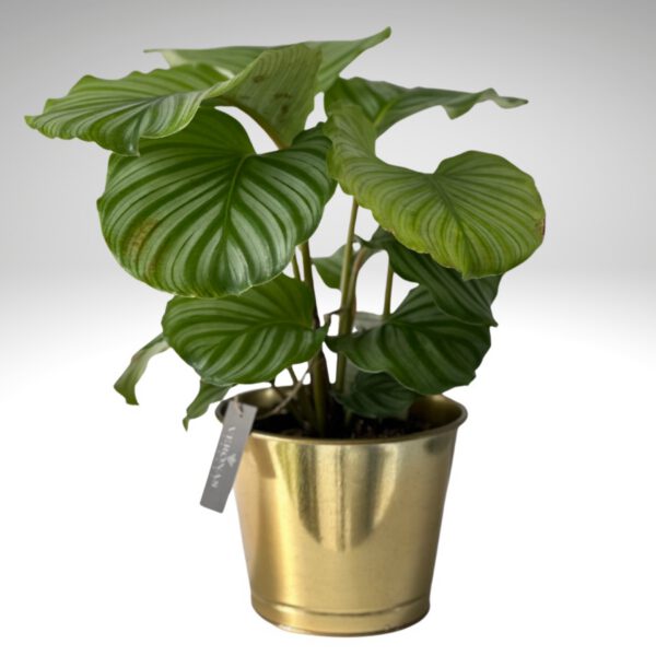 Kalatya-Calathea Orbifolia - İthal